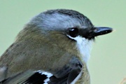 Grey-headed Robin (Heteromyias cinereifrons)